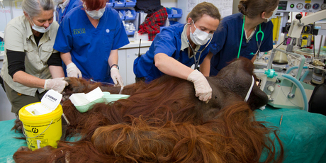 Dr Bonnie McMeekin (front centre) of Auckland Zoo checks on Charlie's progress under anaesthetic. Photo / Greg Bowker
