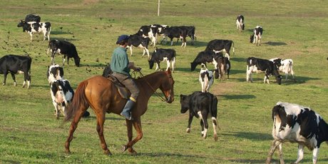 New Zealand Farming Systems Uruguay's annual financial statements in 2009 included the words "fudge this". Photo / Supplied