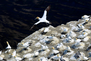 Science is being used to try and create a gannet colonoy similar to this one at Muriwai. Steven McNicholl