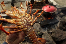 The squeeze on discretionary spending in China is affecting crayfish export prices.  Photo / Alan Gibson 
