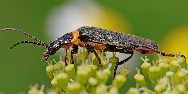 An infestation of the plague soldier beetle Chauliognathus lugubris has been found on the The AAL Brisbane. Photo / Wiki Commons