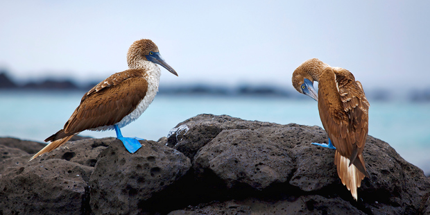 Blue footed boobies on the Galapagos. Photo / Thinkstock