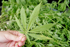 Mr Gray admitted neither National nor Labour were keen on relaxing cannabis laws. Photo / File
