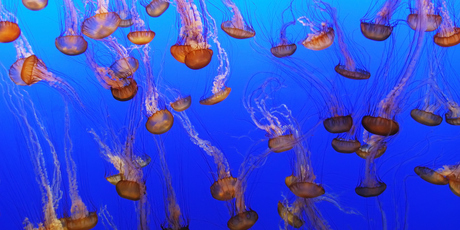 US researchers have latched onto an idea for counting tumour cells, inspired by the tentacles of jellyfish. Photo / Thinkstock