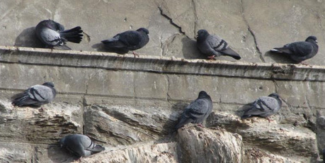 Soon to be culled, feral pigeons on the Alexandra bridge. Photo / Sarah Marquet