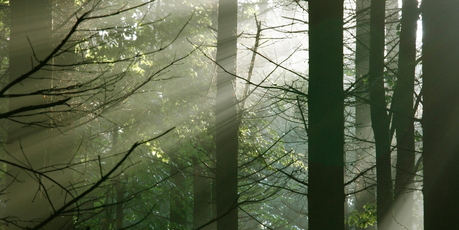 Imagine walking the tree tops of the Bavarian Forest. Photo / Thinkstock