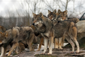 Pack of wolves. Photo / Thinkstock