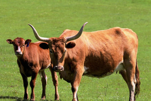 Photo / Thinkstock