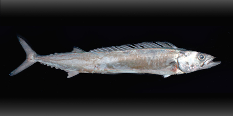Snoek, or barracouta, a fish that can be found in the waters off South Africa as well as New Zealand. Photo / Sourced from Wikimedia Commons