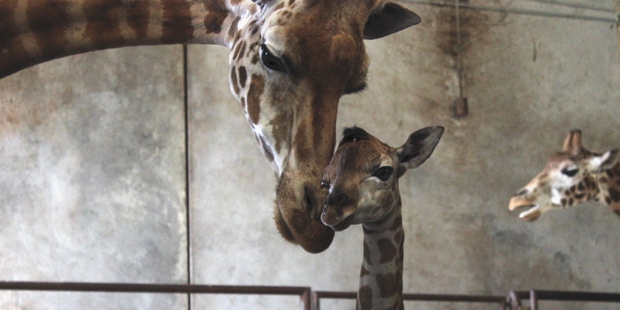Tunu and her new baby get to know each other. Photo / Supplied