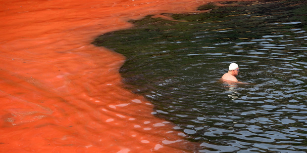 A swimmer stops short of a red algae bloom at Sydney's Clovelly Beach. Photo / AAP