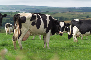 Fonterra's offer will be only the second such offer to appear on the NZX's main board this year. Photo / Getty Images