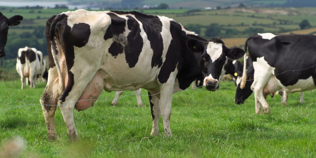 Fonterra's offer will be only the second such offer to appear on the NZX's main board this year. Photo / Getty Images