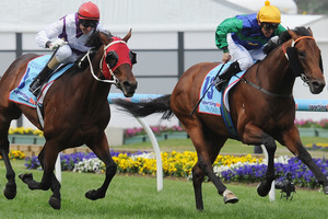 Ocean Park (left) pictured beating All Too Hard in the Cox Plate last month is preparing for an international campaign. Photo / Getty Images