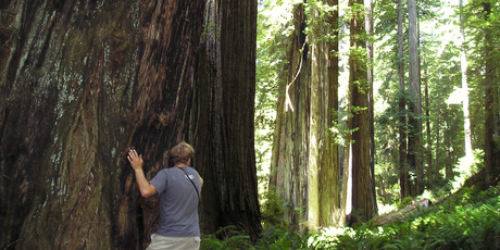 Redwood National Park is home to several of the world's tallest trees. Photo / Supplied