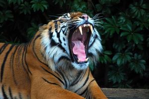 The tiger at Auckland Zoo. Photo / Supplied