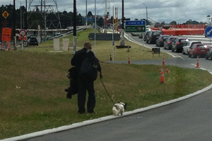 A man walks over the road in West Auckland with a dog slung over his shoulder attached to a harness. Photo / Supplied