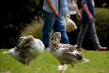 A spate of brazen thefts - and slaughter - of park dwelling birds from city parks has stunned onlookers. Photo / Greg Bowker