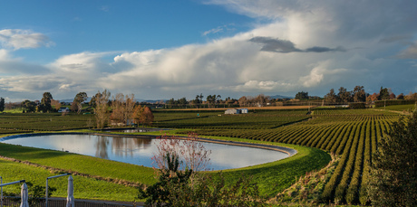 Zealong tea plantation. Photo / Fabien Maisonneuve