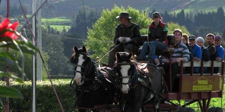 The Pirongia Clydesdales. Photo / Supplied