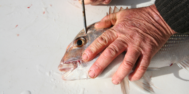 A spike is driven behind a snapper's eye into the brain to dispatch it swiftly. Photo / Geoff Thomas