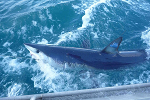 Mako shark. Photo / Scott Tindale
