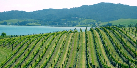 Rows of vines in Butterfish vineyard with Mangonui Harbour view in background. Photo / Supplied