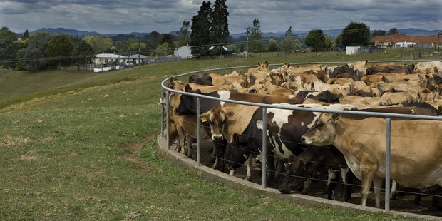 Some fund managers were more philosophical about the way stock was allocated. Photo / David White