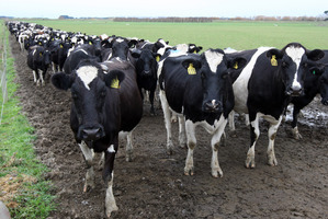 Milk production per hectare of 1028kg surpassed the 1000kg mark for the first time, with favourable weather conditions a major factor. Photo / Mark Mitchell