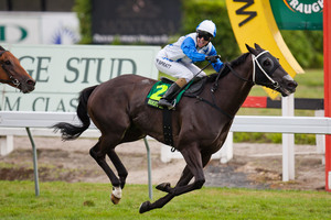 Trainer Steve McKee is happy with the progress of stable star Mufhasa for the Captain Cook Stakes. Photo / NZPA
