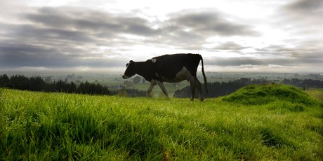 The sale started a debate on foreign ownership of NZ farmland. Photo / David White