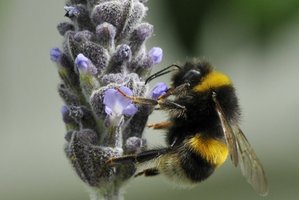 A bumblebee visits a lavender flower in bloom. Photo / Supplied