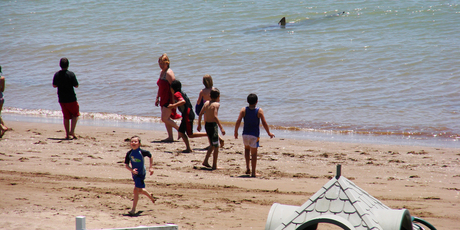 A group of children were happily playing in the water at Paihia, cooling off from the hot sun - then someone yelled: "Shark!". Photo / Delphine Baird