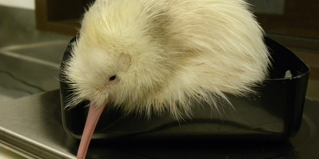 The third white kiwi born at Pukaha Mt Bruce, at two days old. Photo / Supplied