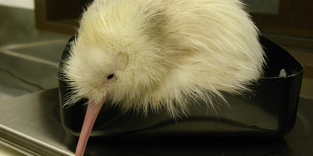 The third white kiwi born at Pukaha Mt Bruce, at two days old. Photo / Supplied
