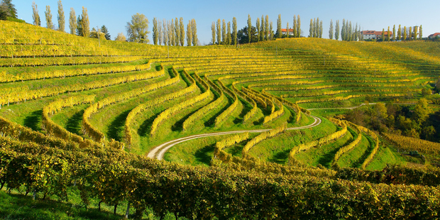 Vineyard in Slovenia. Photo / Thinkstock