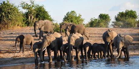 Impalila Island teems with life. Photo / Supplied
