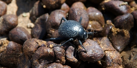 Self-filling water bottles could be in our near future thanks to the desert beetle. Photo / Thinkstock