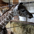 Christchurch's Orana Wildlife Park has welcomed the birth of a baby giraffe today. Photo / Supplied