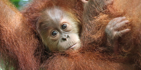 Orangutans will be among the residents of the new Chester Zoo. Photo / Supplied