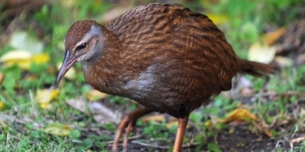After a Weka was bowled by a car in Dunedin and killed, questions are being raised about a possible mystery population of the threatened native species. Photo / File