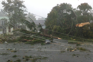 Trees are snapped and powerlines down after a tornado ripped through the Auckland suburb of Hobsonville. Photo / Tammy Cowan