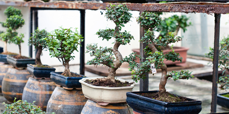 The ancient art of bonsai can be both practical and relaxing. Photo / Thinkstock