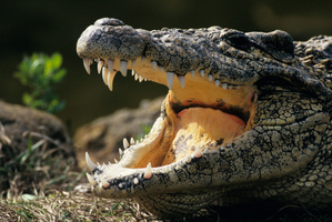 Photo / Thinkstock