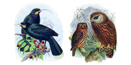 New Zealand's story, before the arrival of man and associated pests, is that of a singing land full of birds