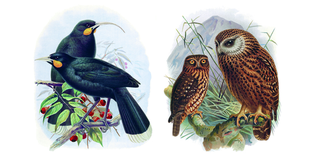 New Zealand's story, before the arrival of man and associated pests, is that of a singing land full of birds "until extinction stalked the islands". Photo / Supplied