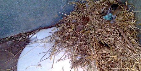 Dodgy bit of nesting in a rural long drop. Photo / Supplied