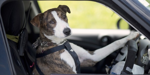 There's no back-seat driving for Ginny, the whippet cross. Photo / Supplied