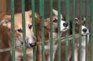 The testing of psychoactive substances on dogs is illegal in other countries. Photo / Supplied