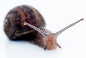 A snail, similar to the one found in frozen ready-to-cook food. Photo / Christine Cornege